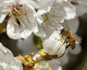 Bee Pollination 9
